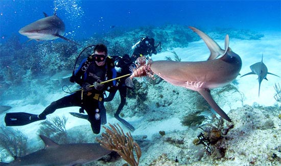 reef-shark-divers-feeding-lion-fish