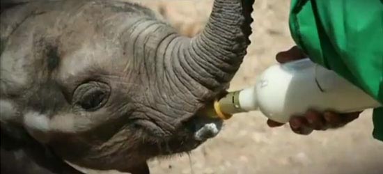 Baby Elephant Rescued from well in Nigeria Video: Baby Elephant rescued from well in Nigeria