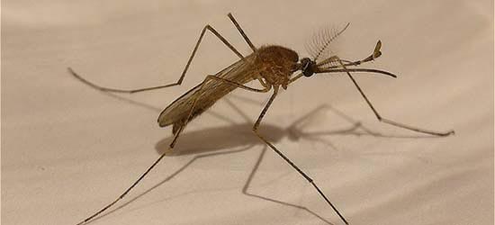 mosquito-featured