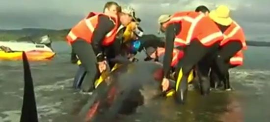 stranded-whales-rescued-new-zealand-volunteers