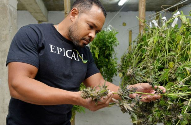 Epican Jamaica: Pioneering Jamaica's Cannabis Industry